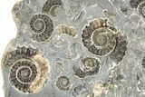 Ammonite (Promicroceras) Cluster - Marston Magna, England #216614-1